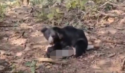 Ayah dan Anak di India Tewas Diserang Beruang