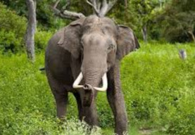 Gajah Liar Ngamuk di Tanggamus Lampung, Perempuan, Meninggal Mengenaskan