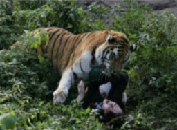 Masuk Pemukiman Warga, Harimau Makan Pemuda Bernama Ibnu