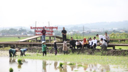 Budidaya Padi Biosalin PGN Dapat Apresiasi dari Jokowi