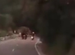 Bule Jerman Tewas Diserang Gajah saat Berkendara Motor