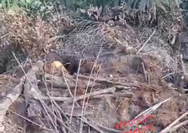 Sosok Mayat Ditemukan Warga Badannya Setengah Terkubur di Perkebunan