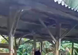 Pria Bertato Ditemukan Tewas Gantung Diri di Arena Adu Merpati