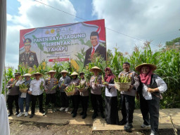 Dukung Ketahanan Pangan, Wakapolres Batu Pimpin Panen Raya Jagung Serentak Tahap 1