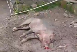 Ibu dan Anak Luka Parah Diserang Babi Hutan di Ternate