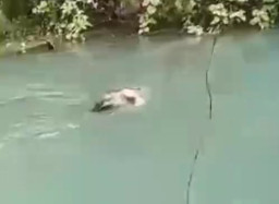 Berenang Seberangi Sungai, Wanita di Maluku Digigit Buaya