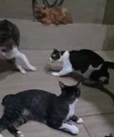 Tips Meninggalkan Kucing saat Mudik