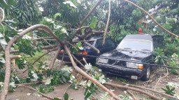 Pohon Tumbang di Depok, Dua Mobil Tertimpa Batang Besar