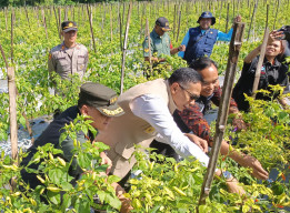 Tinjau Kebun Cabai di Wonokoyo, Wali Kota Malang Temukan Selisih Harga di Petani dan Pasar