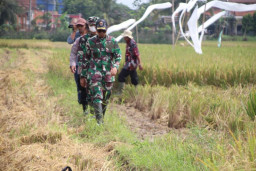 Pantau Penyerapan Gabah Kering Panen dengan HPP Rp6.500, Dandim 0703 Cilacap Terjun ke Sawah