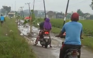 Tolak Jalan Berlubang, Warga Sukorame Lamongan Tanami Pohon Pisang