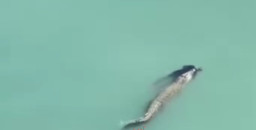 Buaya Seret Pria di Teluk Palu, Terekam Drone