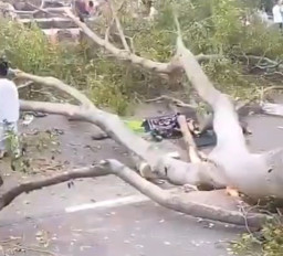 Pohon Besar Tumbang Menimpa Jamaah Sholat Idul Fitri, Dua Orang Meninggal