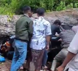 Pohon Besar Roboh Timpa Mobil yang Penuh Penumpang