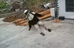 Tabrak Median Jalan hingga Terlempar dari Motor, Pria Ini Baik-Baik Saja