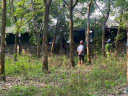 Antar Anak Sekolah, Pria Ini Temukan Jasad Menggantung di Hutan Karet