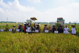 Giat DPRD Bersama Forkopimda Sidoarjo Panen Raya Padi di Desa Kemuning Tarik