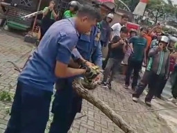 Penemuan Ular Sanca 2 Meter di Jalan Margonda Depok Gegerkan Warga