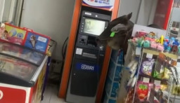 Lepas Saat Diturunkan dari Mobil, Sapi Masuk ke Minimarket di Depok Bikin Heboh