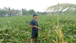 GAPPURA Ajak Masyarakat Bersihkan Eceng Gondok