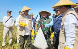 Hadiri Agenda Presiden Prabowo, Wali Kota Malang Ikut Panen Raya Padi di Bumiayu