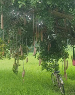 Mengenal Pohon Sosis dan Manfaatnya yang Luar Biasa