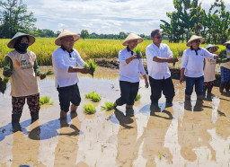 Tanam Padi di Ponorogo, Wagub Emil Klaim Panen Jatim Meningkat 16 Persen