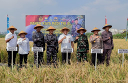 Pemkot Surabaya dan TNI AL Gelar Panen Raya Padi Serentak di Kenjeran