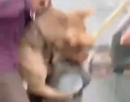 Aksi Topeng Monyet Diserang Pitbull