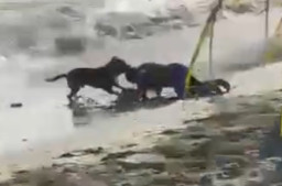 Wisatawan Digigit Pitbull di Tepi Pantai