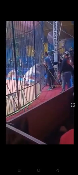 Pekerja Sirkus Digigit Harimau hingga Tangannya Putus