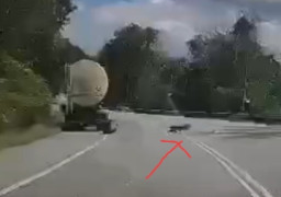 Pipis di Tepi Hutan, Sopir Truk Diserang Macan Tutul