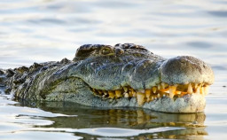 Sedang Berwudhu untuk Shalat Isyak, Tangan Pria Ini Digigit Buaya
