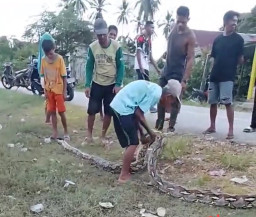 Gadis Remaja Nyaris Dimangsa Piton