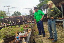 K3D Sukses Gelar Kontes dan Pameran Bonsai