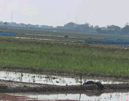 Mayat Remaja Ditemukan di Sawah di Indramayu