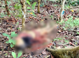 Petani di Waykanan Tewas Diduga Diterkam Beruang