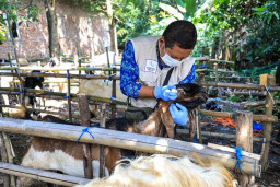 Temukan Penyakit saat Pemantauan Hewan Kurban, DKPP Kota Kediri Beri Obat hingga Surat Pemeriksaan