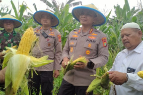 Wujudkan Ketahanan Pangan, Polres Metro Depok Panen 2 Ton Jagung Manis