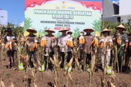 Kapolres Batu Bersama Forkopimda Adakan Panen Raya Jagung Serentak Kuartal II di Lahan 1,2 Hektar