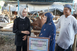 Mbak Wali Serahkan Sapi Hewan Kurban ke Masjid Al Khalid