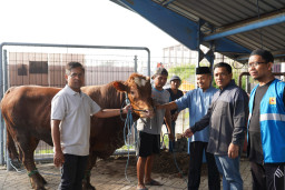 Semarakkan Perayaan Idul Adha 1446 H, PLN UIT JBM Berbagi Daging Kurban ke Masyarakat