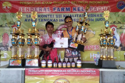 Kontes Ayam Tangkas Angkat Nilai Estetika dan Ekonomi Peternak, PATSI Ungkapkan Ini