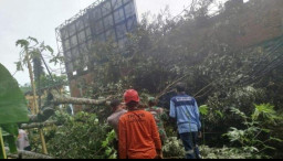 Hujan Intensitas Tinggi, Pohon dan Tiang Listrik Timpa Rumah Warga di Trenggalek