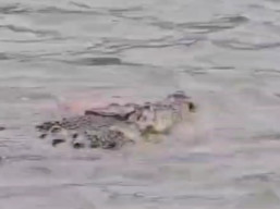 Kakek Usia 80 Tahun Tewas usai Diterkam Buaya di Sungai Semaka 