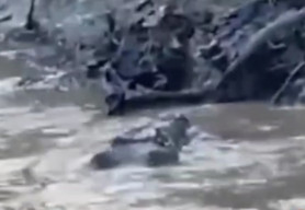 Diduga Dimakan Buaya, Seorang Anak Hilang saat Memancing di Sungai