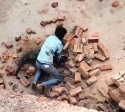 Pria Prindavan Bergumul Lawan Macan Tutul dengan Tangan Kosong