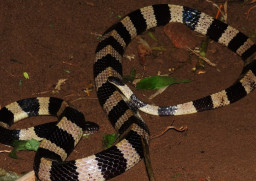 Bocah 11 Tahun Asal Pekalongan yang Digigit Ular Weling saat Tidur, Akhirnya Meninggal