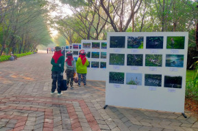 Genap Dua Tahun, Kebun Raya Mangrove Surabaya Kembangkan Pangan Alternatif dari Mangrove