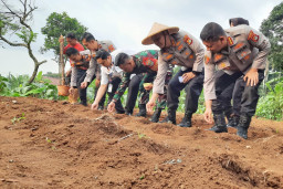 Keterbatasan Bukan Halangan, Polres Metro Depok Manfaatkan Lahan Perkotaan untuk Ketahanan Pangan